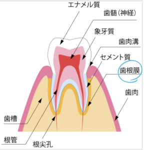 【骨性癒着（アンキローシス）とは？】歯が動かない原因と治療法を歯科医が解説！